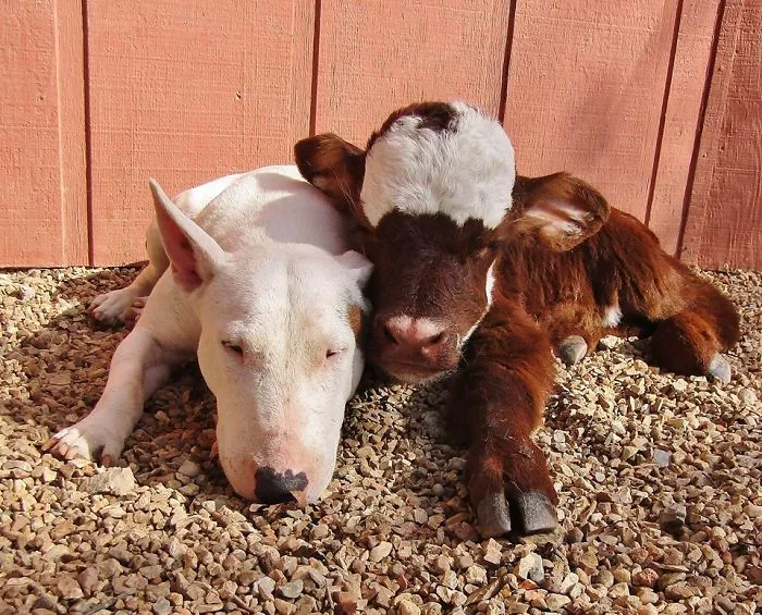 Rescued Mini Cow Lives With 12 Puppies And Thinks That She Is Also A Dog.