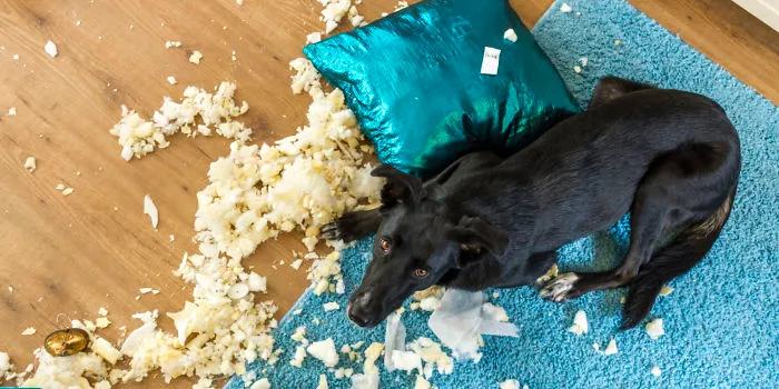 Guilty Dog Looking Guilty