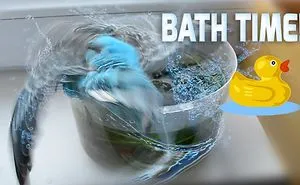 Budgie Desperately Wants To Bath!