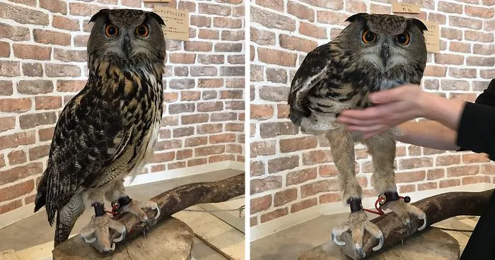 The Internet Is Surprised How Long Owl Legs Actually Are