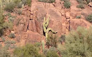 30 Funny Examples Of Pareidolia In Everyday Objects