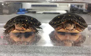 30 Funny Examples Of Pareidolia In Everyday Objects