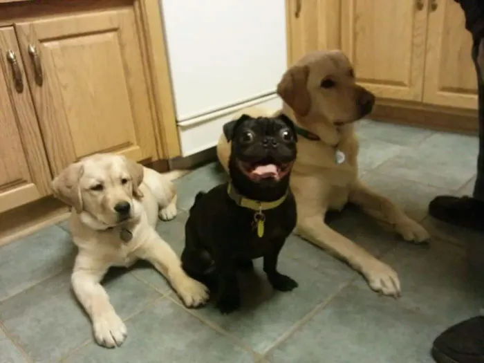 My Friend Wanted A Dog So He Went And Adopted Hank. He Is A Little Different