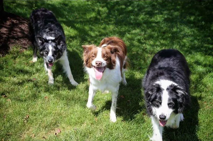 Fur-Ever Family