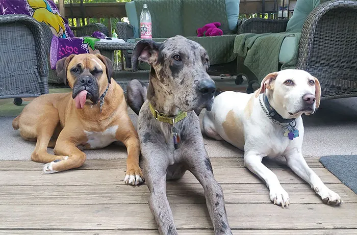 This Is My Pack