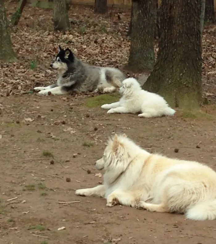 Training The Newest Member Of The Pack