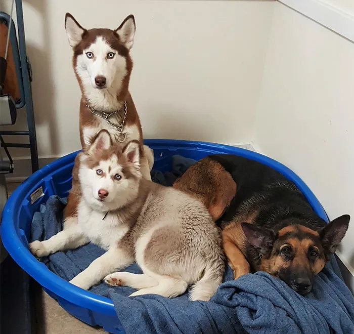 Made A Welping Box For My Pregnant Husky. Shes Sharing With The Pack