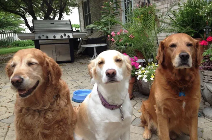 Tried To Take A Nice Photo And My Dogs Just Look Stoned