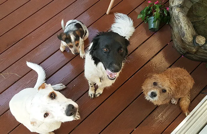 My Pack
