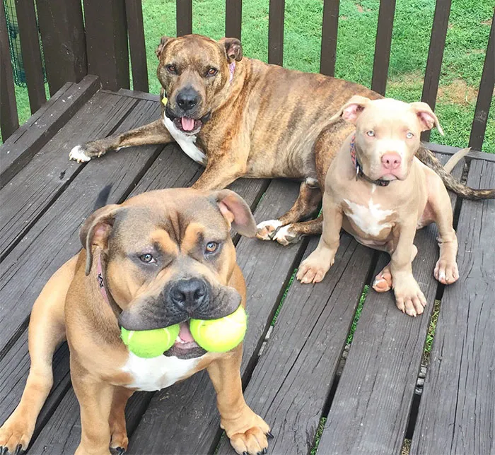My Very Talented Pack Of Pitbulls