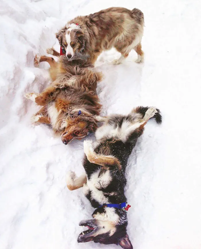 My Dogs Are Weird