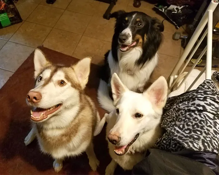My Adorable Little Pack Of Good Dogs