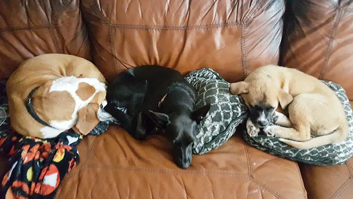My Dogs Being Donuts