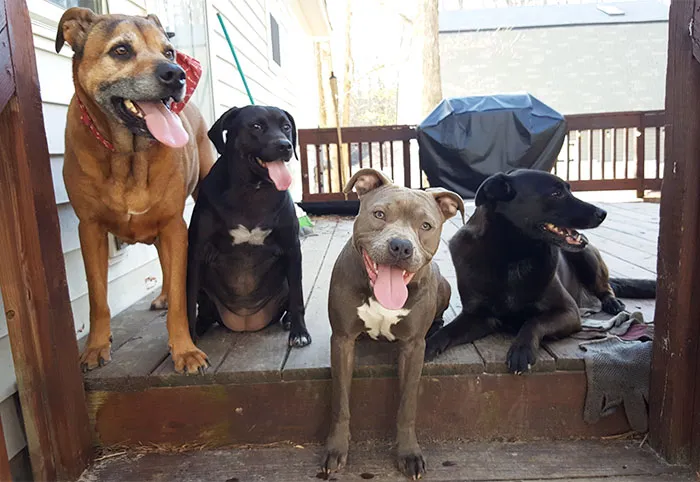 My Pack