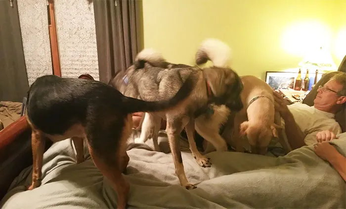 The Pack Of Fuloofles Invaded My Parents Bed