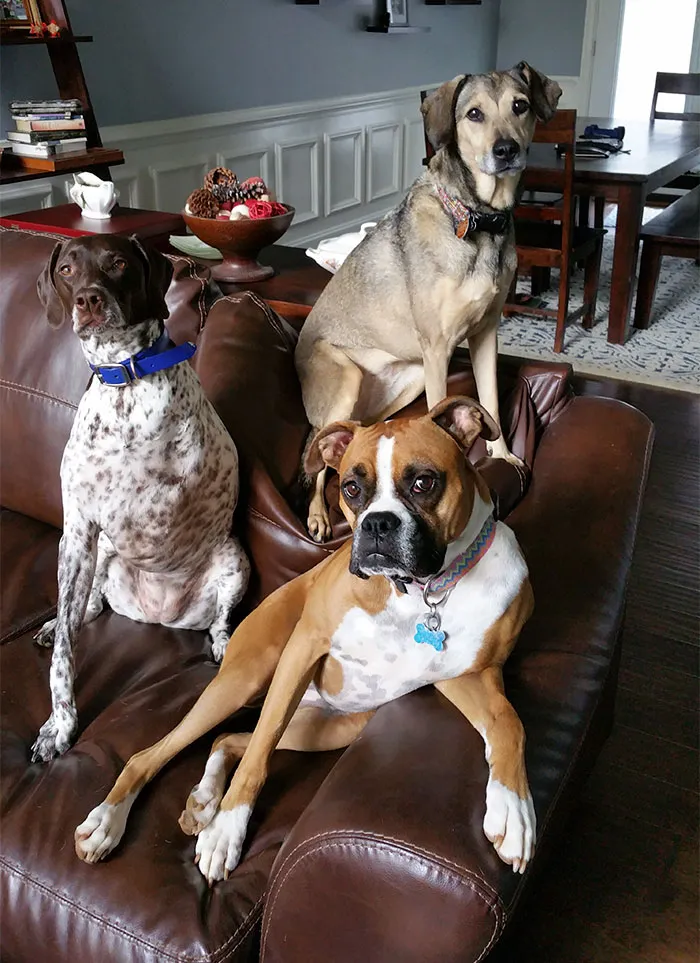 My Dogs Decided To Pose For Me When I Got Home