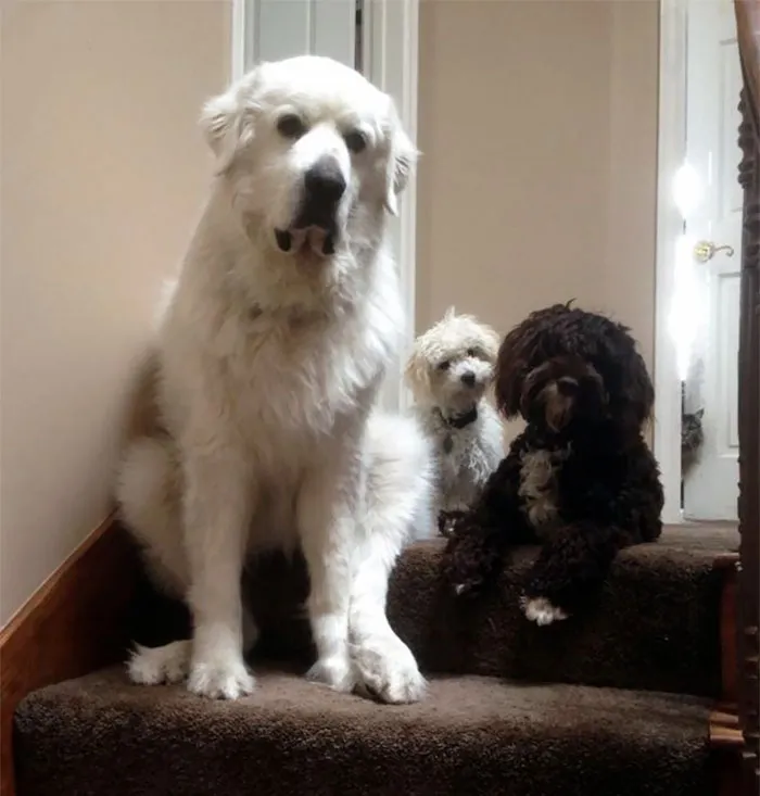 My Parents Have 3 Dogs. And A Cat
