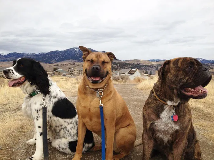 Took The Dogs For A Walk. Chewy Looked Like The Happiest Of The Three