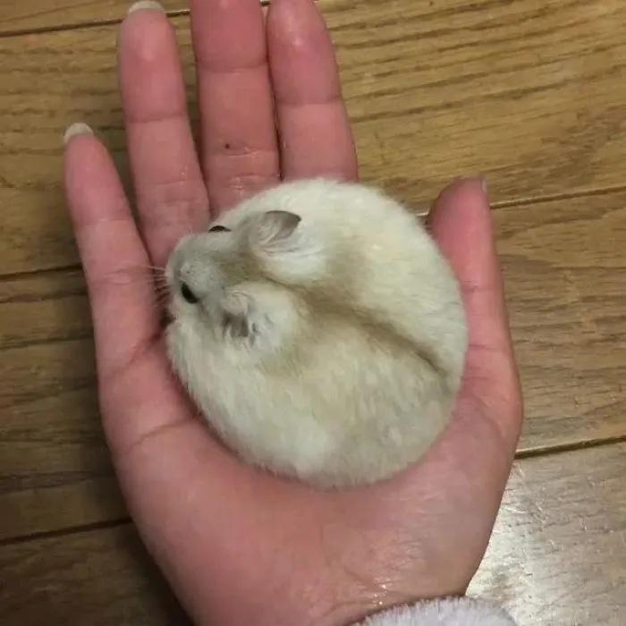 Hamster redondo