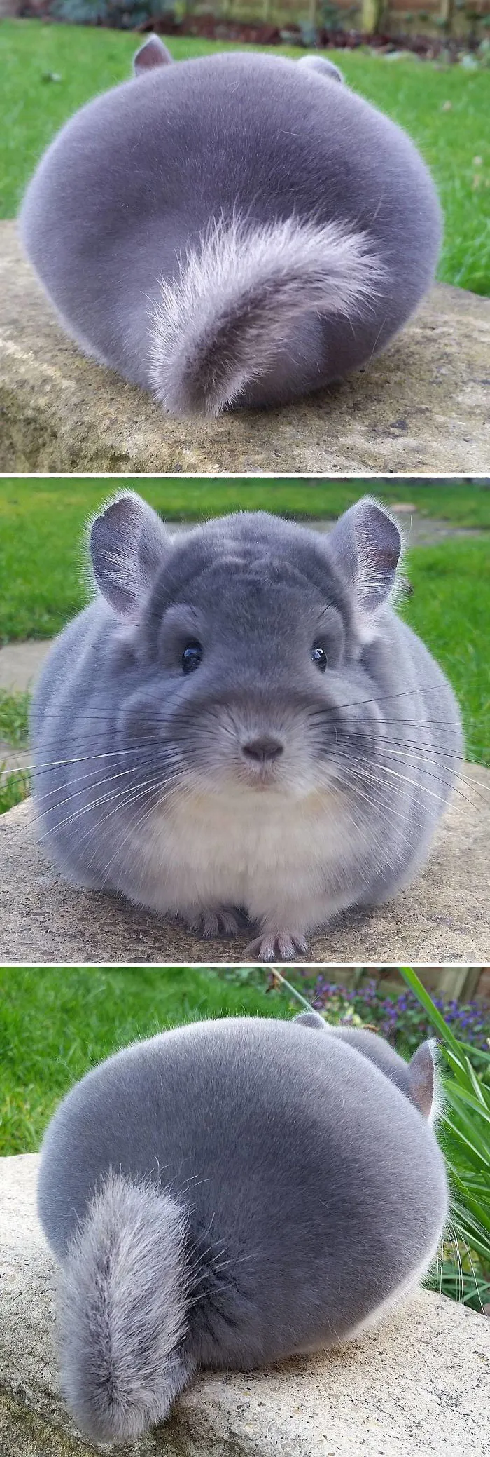 These Chinchillas