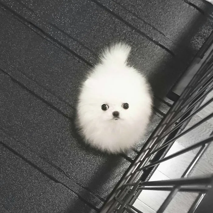 Bolita de pelo con ojos