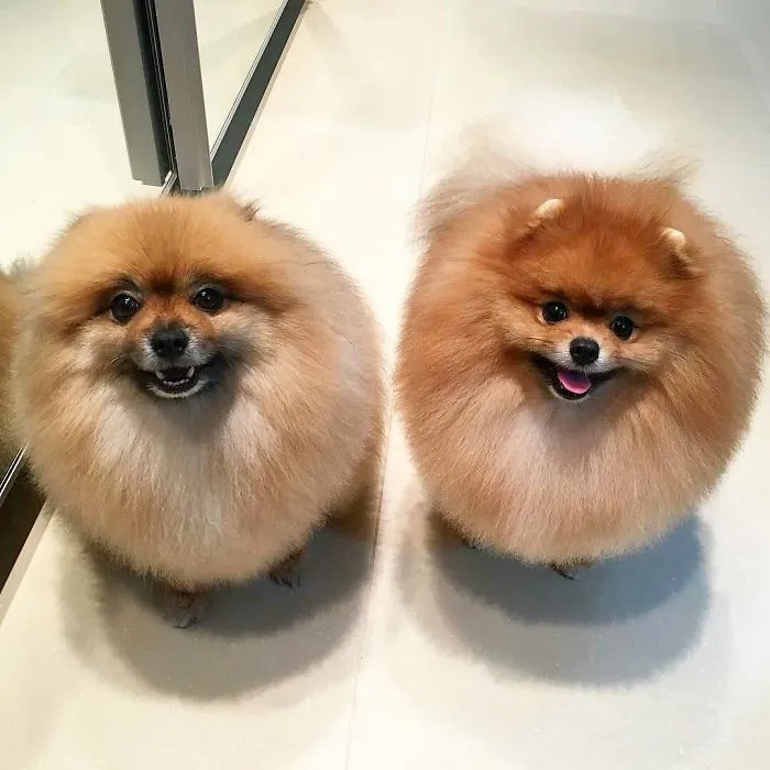Dos bolas