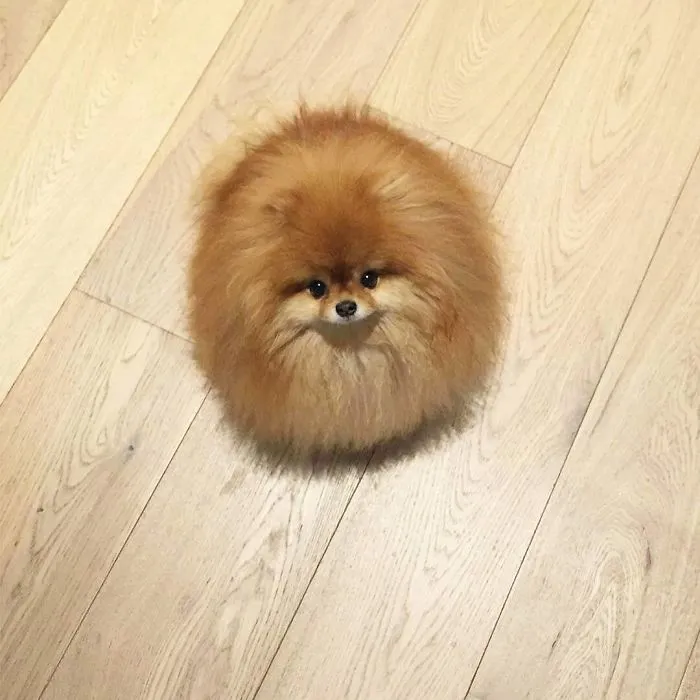 Cutest Furball Ever