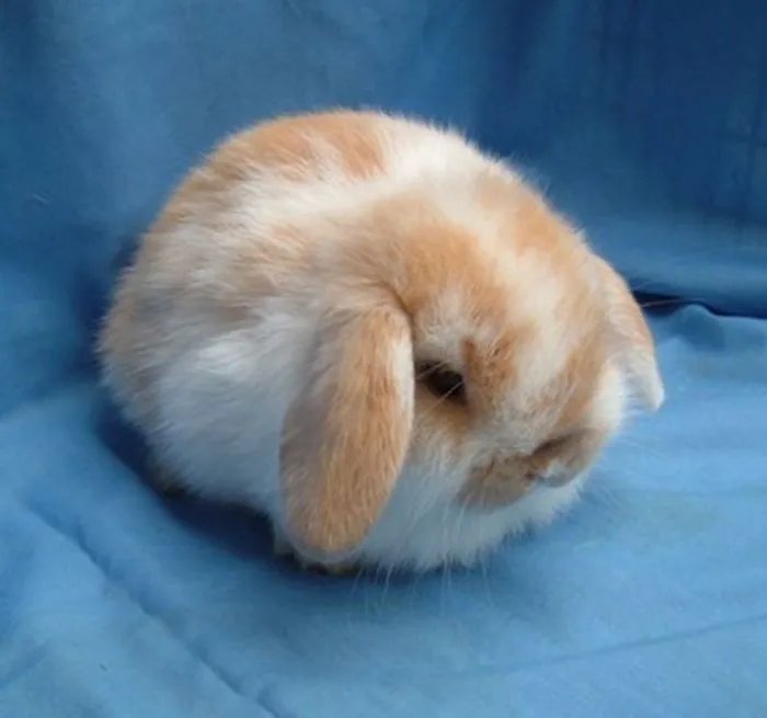 Conejo redondito