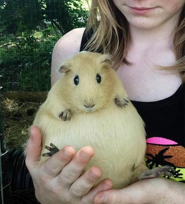 Round Pregnant Guinea Pig