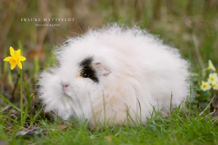 53 Guinea Pigs With The Most Majestic Hair