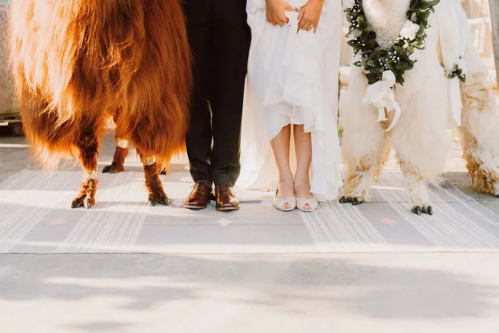 Si odias a los humanos ahora puedes invitar a tu boda a llamas con pajarita