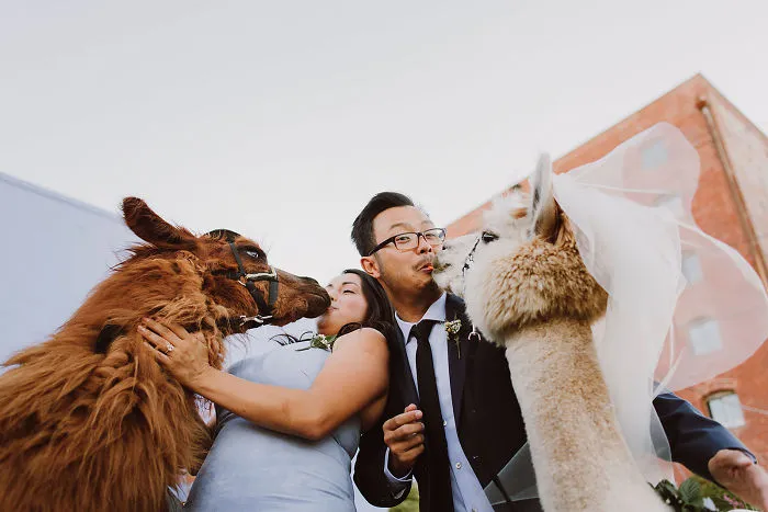 Si odias a los humanos ahora puedes invitar a tu boda a llamas con pajarita