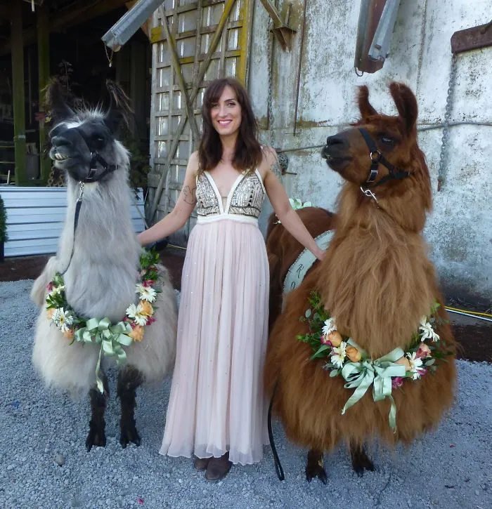 People Who Hate Humans Now Can Invite Llamas In Bowties To Their Weddings Instead
