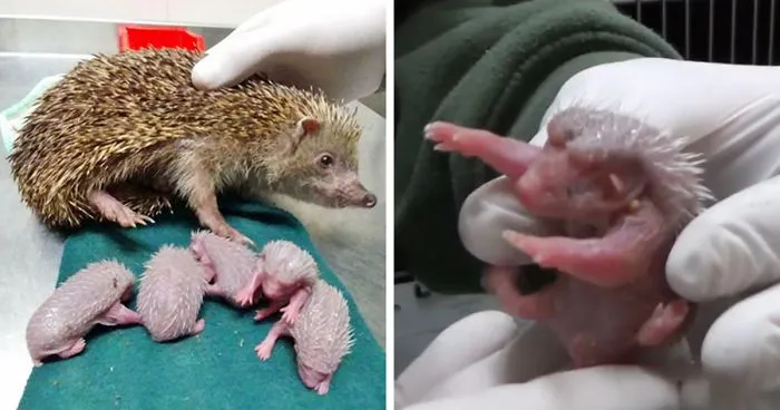 Hedgehog Gets Hit By Car, X-Ray Reveals 5 Reasons She Didn't Give Up