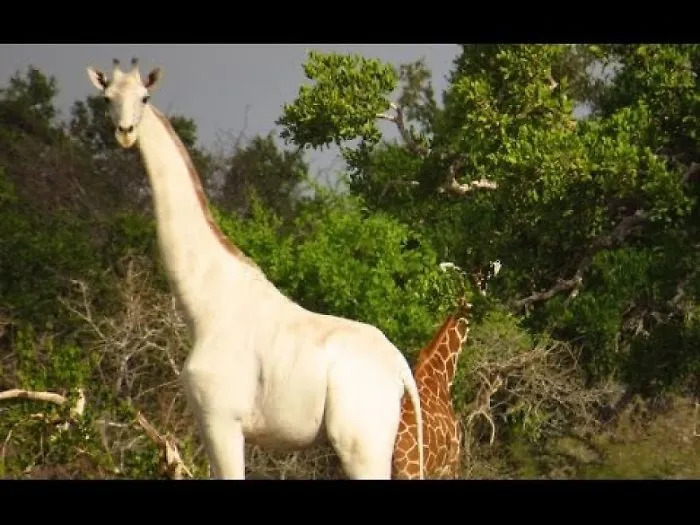 You Must Be Having A Giraffe! Astonishing Pictures Of A Completely White Giraffe