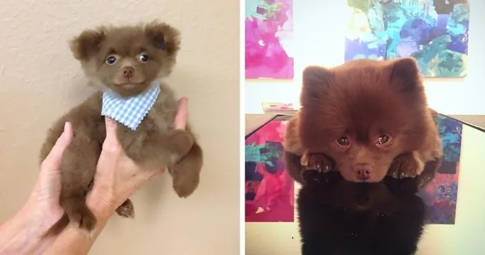 "Bear" Dumped By A Breeder Gets A Job At An Art Gallery