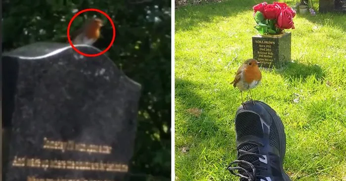 Woman Visits Her Son's Grave, A Bird Shows Up And Gives Her A Sign