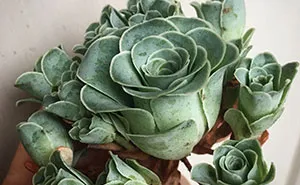Rose Succulents Are A Thing And They Look Straight Out Of A Fairytale