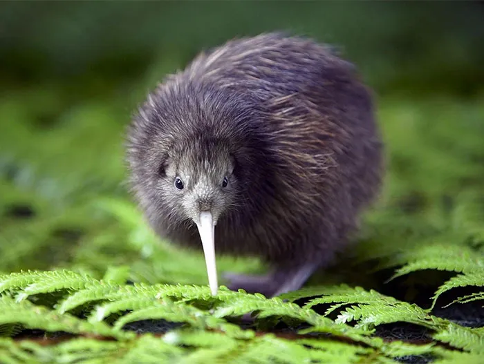 Kiwi
