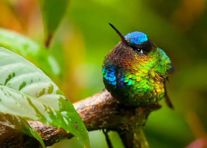 Colibrí
