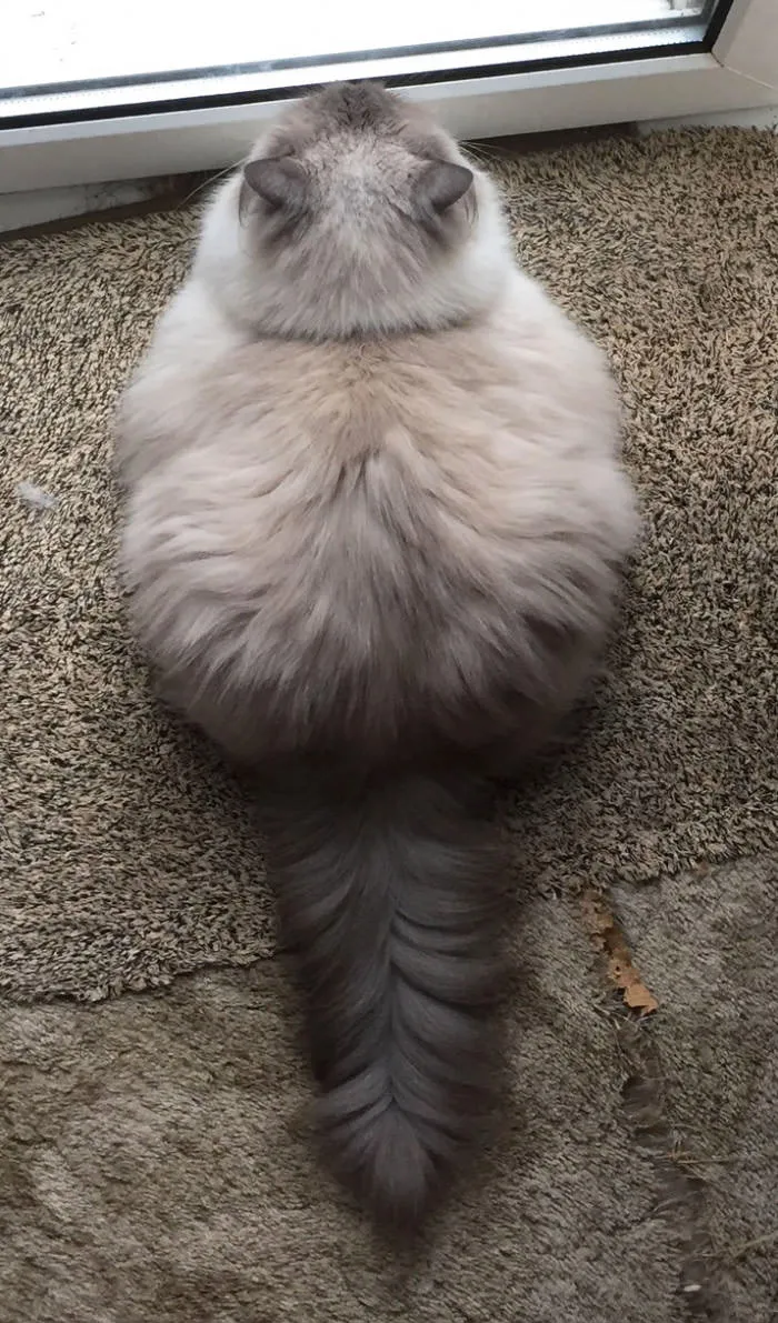Esta nube es un gato