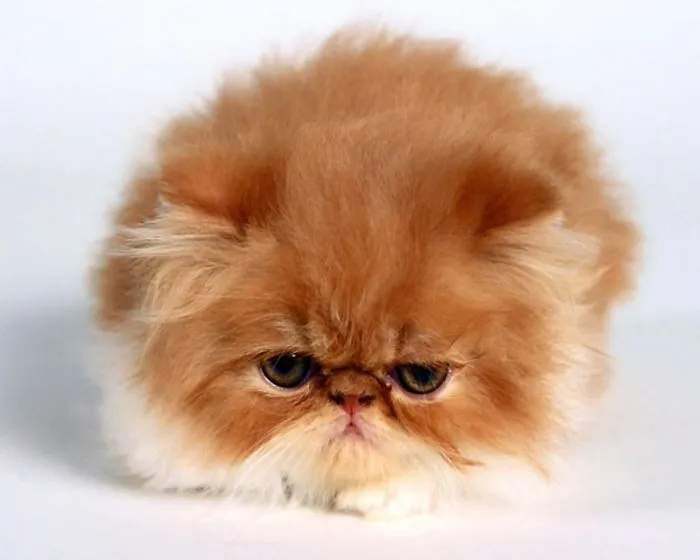 Gatito redondo