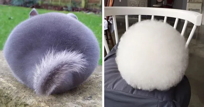 72 Animals That Are So Round They'll Roll Straight Into Your Heart