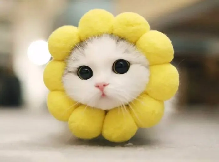 Adorable