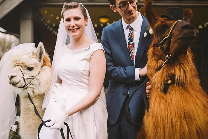 People Who Hate Humans Now Can Invite Llamas In Bowties To Their Weddings Instead