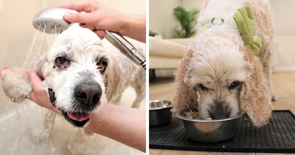 Dog Spends 20 Years Living With His Owner, She Dumps Him At Shelter For Being Too Old