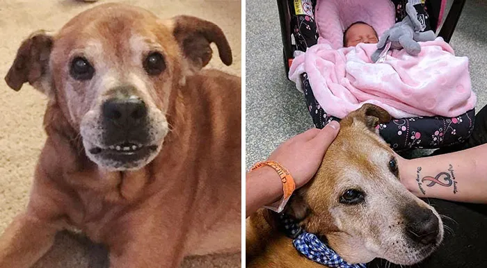 Old Dog Stays Alive Just Long Enough To Welcome His Baby Sister