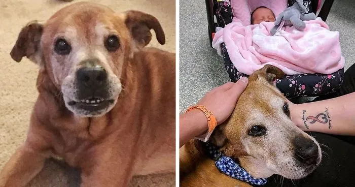 Old Dog Stays Alive Just Long Enough To Welcome His Baby Sister