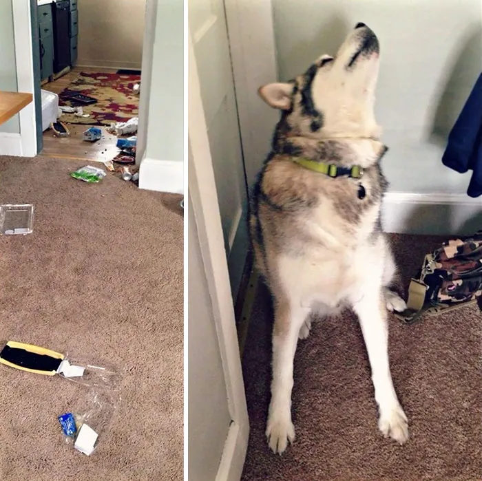 It's His 11th Birthday Today And He Is Still A Jerk