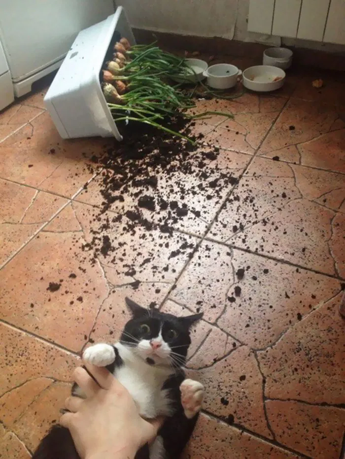 So Busted